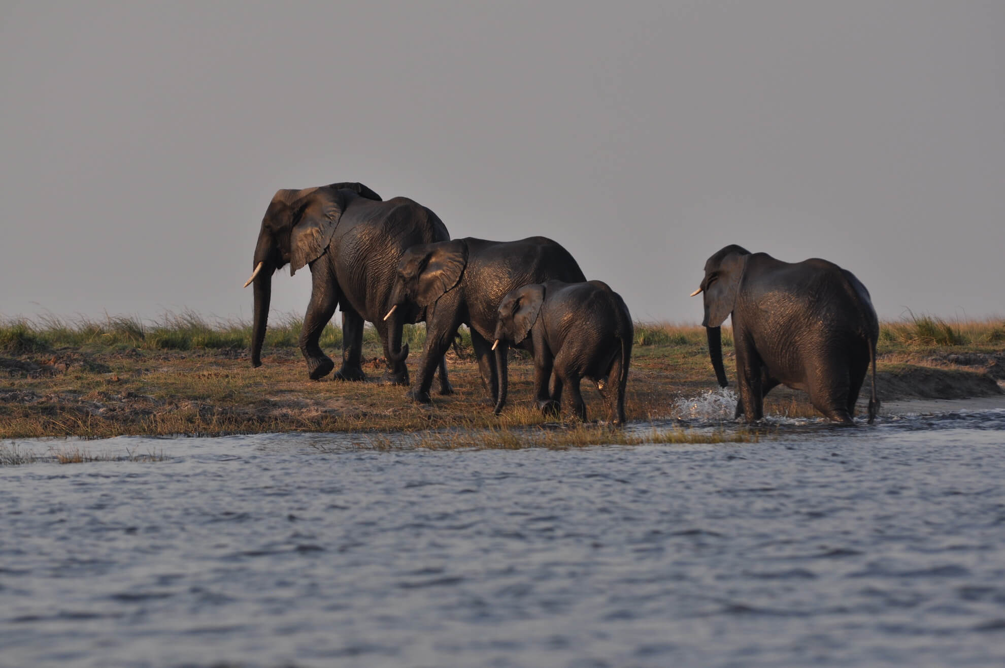 Elephants crossing a Zambezi channel
